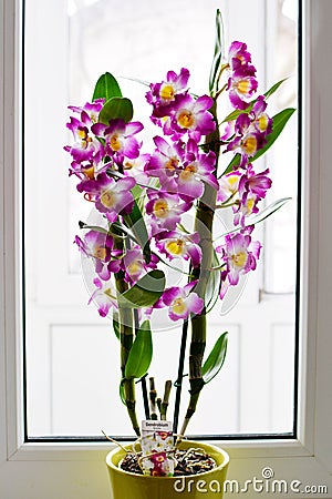 Dendrobium Nobile Violet Orchid in front of window Stock Photo