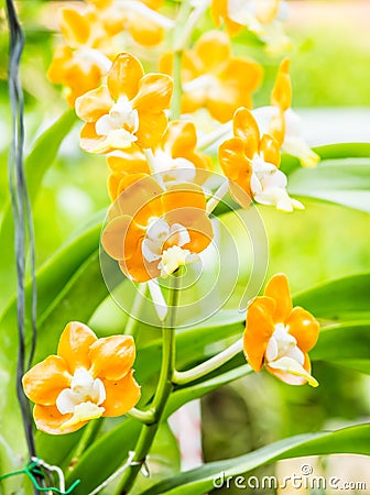 Dendrobium orchid, chiangmai Thailand Stock Photo