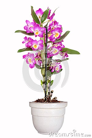 Dendrobium orchid Stock Photo