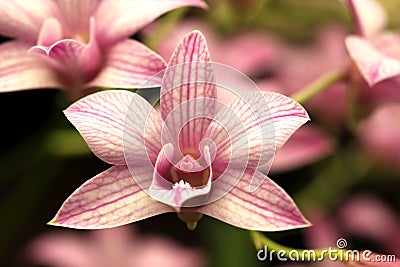 Dendrobium orchid flower Stock Photo