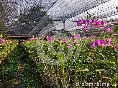 Dendrobium orchid in the garden Stock Photo