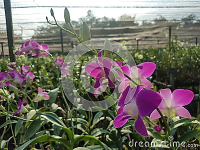 Dendrobium orchid in the garden Stock Photo