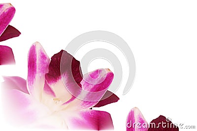 Dendrobium orchid lei abstract Stock Photo