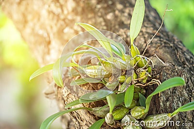 Dendrobium orchid Stock Photo