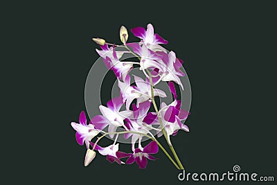 DENDROBIUM ORCHID BICOLOR PURPLE/WHITE ISOLATED BACKGROUND Stock Photo