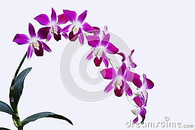 DENDROBIUM ORCHID BICOLOR PURPLE/WHITE ISOLATED BACKGROUND Stock Photo