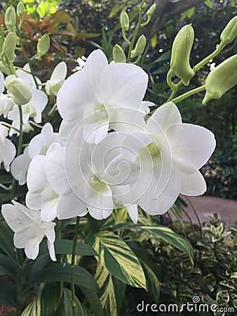 Dendrobium Stephanie Sun Dendrobium Memoria Princess Diana White Orchid flowers in Singapore garden. Stock Photo