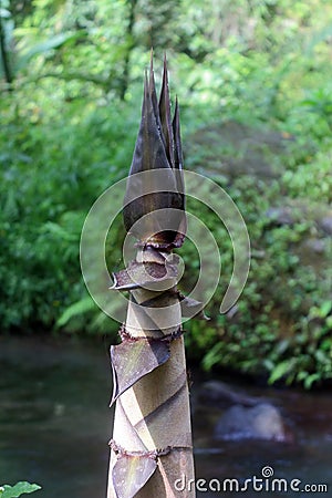 Dendrocalamus giganteus, commonly known as giant bamboo Stock Photo