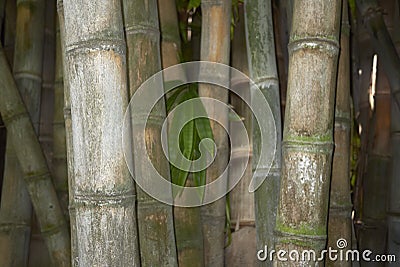 Dendrocalamus giganteus culms close up Stock Photo