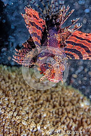 Dendrochirus biocellatus, twospot turkeyfish,lonfish Stock Photo