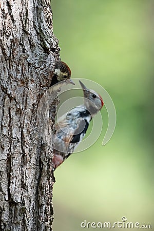 Dendrocopos medius, Middle spotted woodpecker Stock Photo