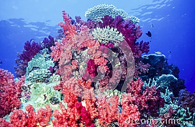 Dendronephthya soft corals Stock Photo