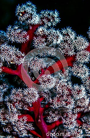 Dendronephthya soft corals Stock Photo