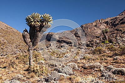 Dendrosenecio Giant groundsel on the way to Mt.Kilimanjaro Stock Photo