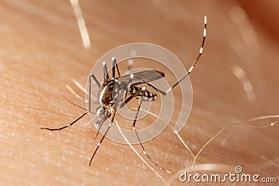 Dengue, zika and chikungunya fever mosquito aedes aegypti Stock Photo