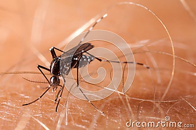 Dengue, zika and chikungunya fever mosquito aedes aegypti on human skin Stock Photo