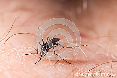 Dengue, zika and chikungunya fever mosquito aedes albopictus bitting human skin Stock Photo