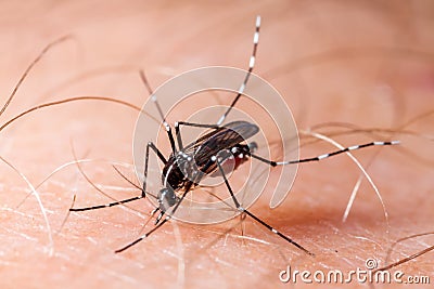 Dengue, zika and chikungunya fever mosquito aedes albopictus bitting human skin Stock Photo