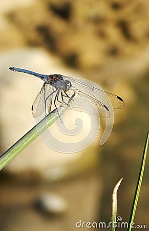 Denim Dropwing Dragonfly South Africa Stock Photo