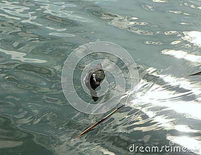 Denmark, Copenhagen, the Lakes (Sankt Jorgens S), duck in the lake Stock Photo