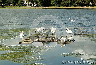 Denmark, Copenhagen, Sortedam Lake, flock of swans on vacation Stock Photo