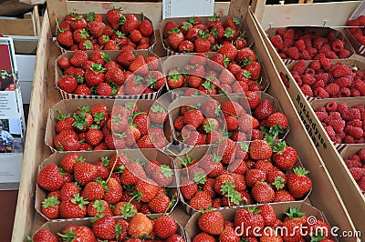 Denmark home grown strawberry in Kastrup Denamrk Editorial Stock Photo