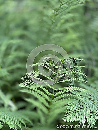 Dennstaedtia punctilobula plants growing wild in a swamp forest Stock Photo