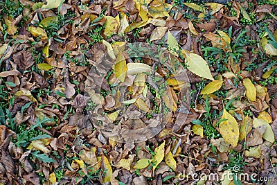 Dense cover of fallen leaves on greenery in October Stock Photo