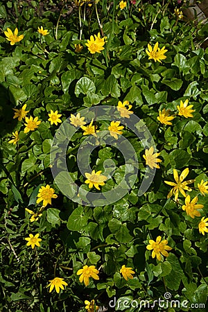Dense cover of flowering ficaria verna in March Stock Photo