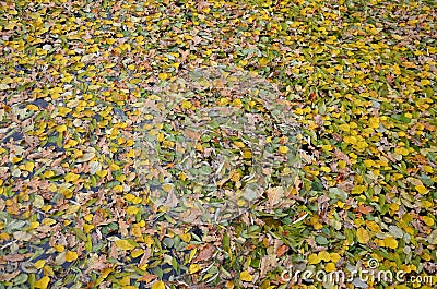 Dense cover of infested leaves on the water surface of the pond. natural yellow camouflage.Leaves cover the surface. Danger of fal Stock Photo