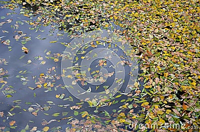 Dense cover of infested leaves on the water surface of the pond. natural yellow camouflage.Leaves cover the surface. Danger of fal Stock Photo