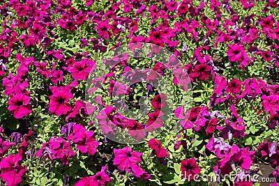 Dense cover of magenta colored flowers of petunias Stock Photo