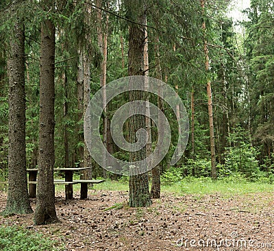Dense dark spruce forest Stock Photo