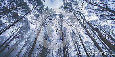 Dense fog wraps around towering trees their branches like skeletal fingers reaching for the sky hiding secrets wit Generative AI Stock Photo