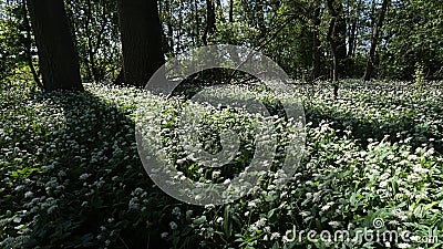 Dense foliage of wild garlic, also called ramsons or buckrams, latin name Allium Ursinum Stock Photo