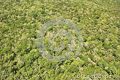 Dense forest. Stock Photo