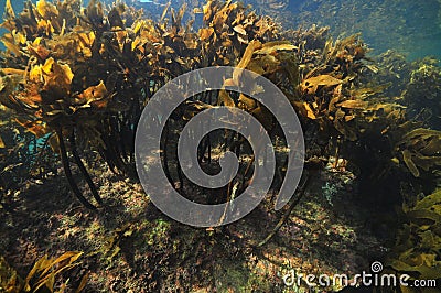 Dense forest of brown kelp Stock Photo