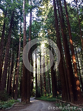 THIS IS A DENSE FOREST IN NORTHERN CALIFORNIA. Stock Photo