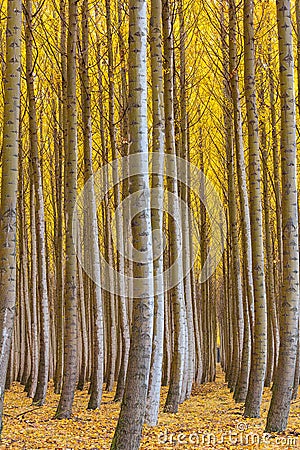 Dense Forest of Poplar Trees in Boardman Oregon during Fall USA Stock Photo