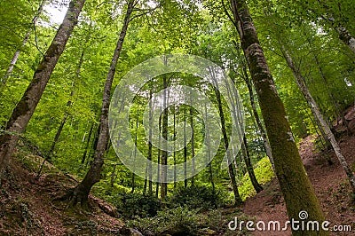 Dense Forest Valley Stock Photo