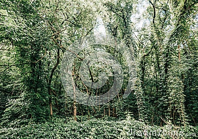 Dense green forest lianas climbing plants Stock Photo