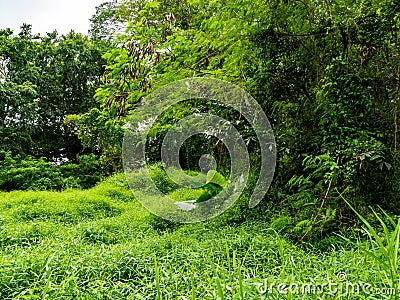 Dense green vegetation; shrubs; bushes; grass and trees in a tropical rainforest / jungle habitat in Singapore, South-East Asia Stock Photo