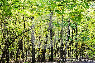 dense group of trees in forest in sunny autumn day Stock Photo