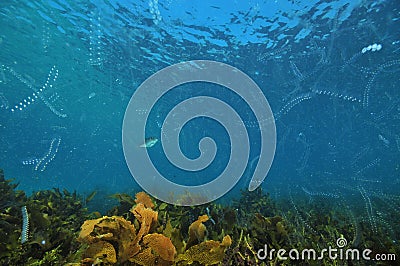 Dense jelly plankton in blue water above sea weeds Stock Photo