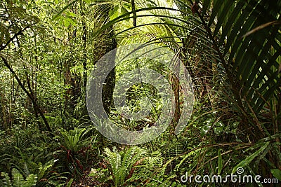 Dense jungle Stock Photo