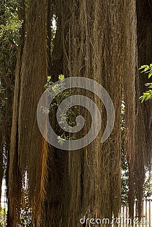 Dense lianas on the tree. A tall banyan tree and its dense, aerial roots. Stock Photo