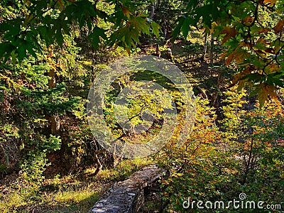 Dense Mountain Forest, Greece Stock Photo