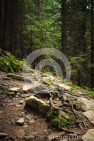 Dense mountain forest and path between the roots of trees. Stock Photo