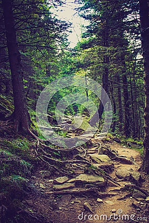 Dense mountain forest and path between the roots of trees. Stock Photo