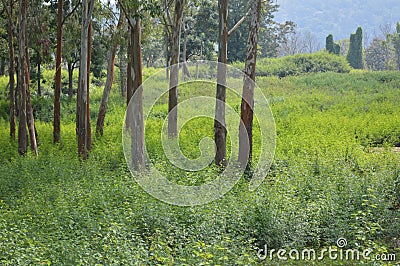 Dense nature in a forest Stock Photo